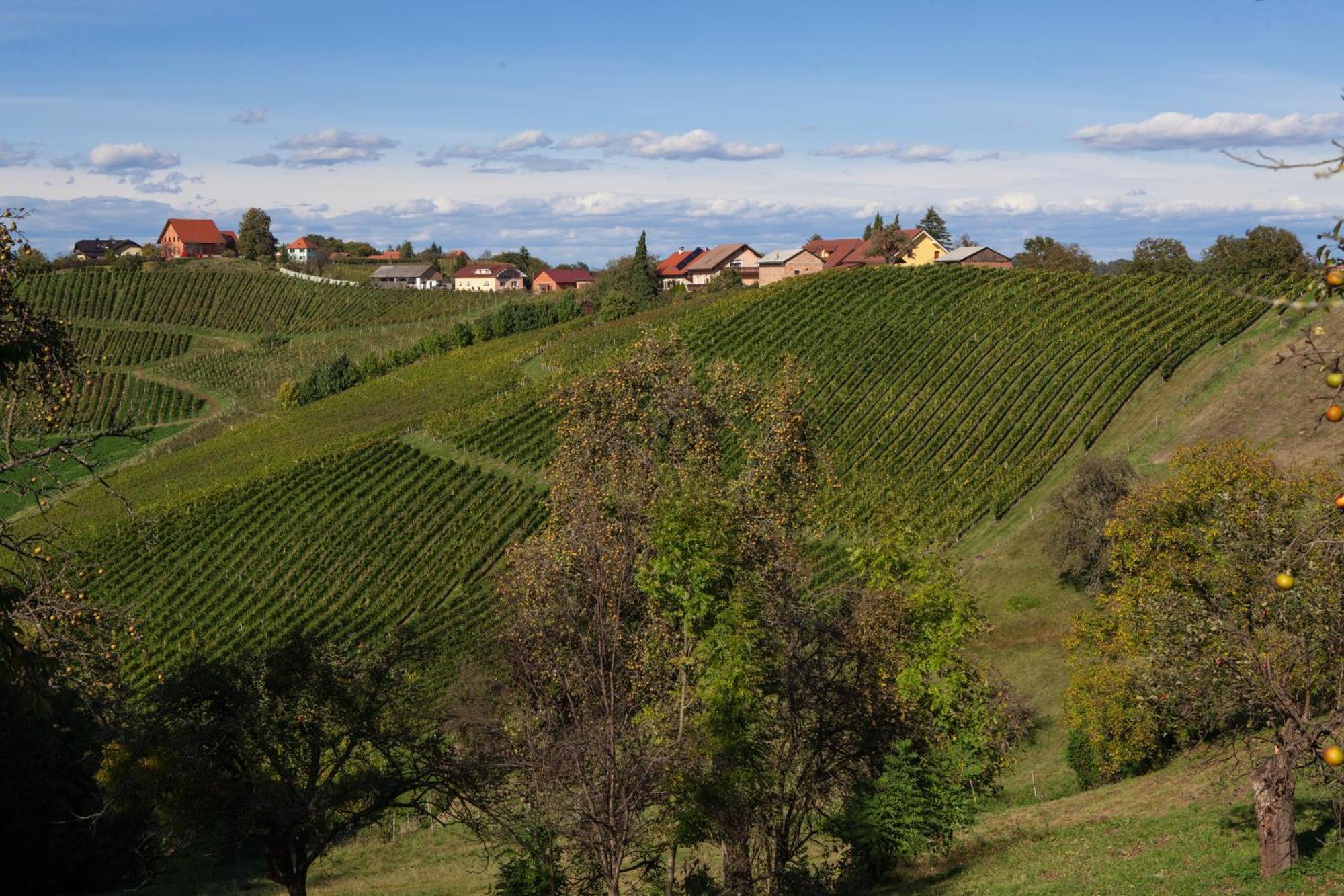 Bed and Breakfast Wine & Tourism Bracko Spodnji Jakobski Dol Zewnętrze zdjęcie